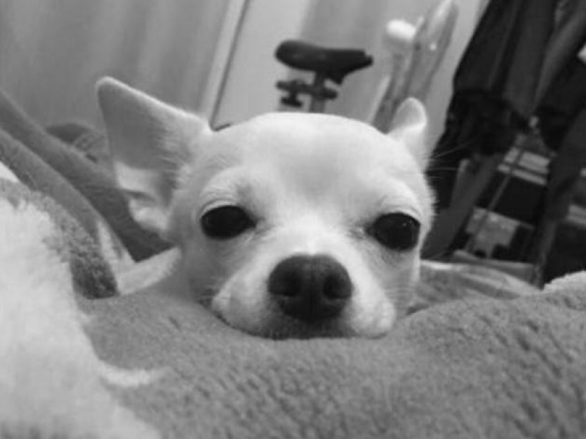 «Везла тело собаки в коробке из-под новогодних игрушек»: чихуахуа умерла после операции, к которой не было показаний, в Воронеже