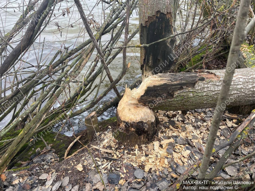 Бобриные следы заметили в Воронеже