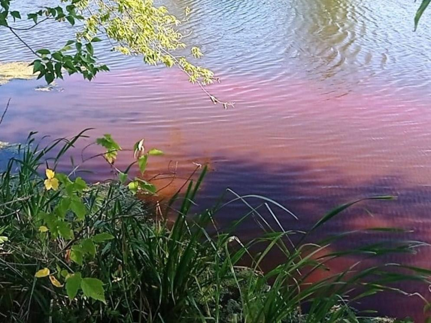 Чиновники не увидели мертвой рыбы в «кровавом» пруду в Воронежской области