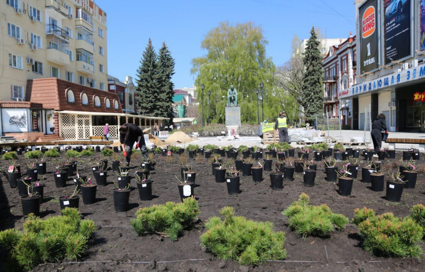 Три сотни роз заполнят клумбу на Никитинской площади Воронежа