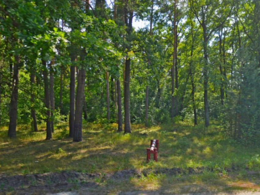 Из 37 га земли под Воронежем создали природный парк Репнинский лес