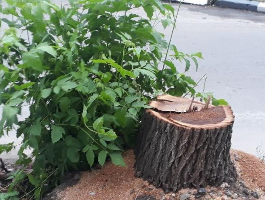 12 деревьев стоимостью 200 тысяч рублей незаконно вырубили в Воронеже