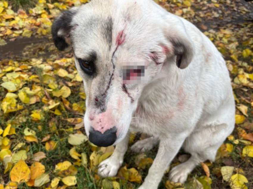 Неизвестный стрелок ранил собаку под Воронежем 