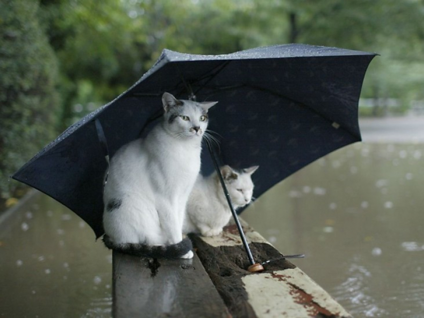 В Воронеже в выходные возможна гроза