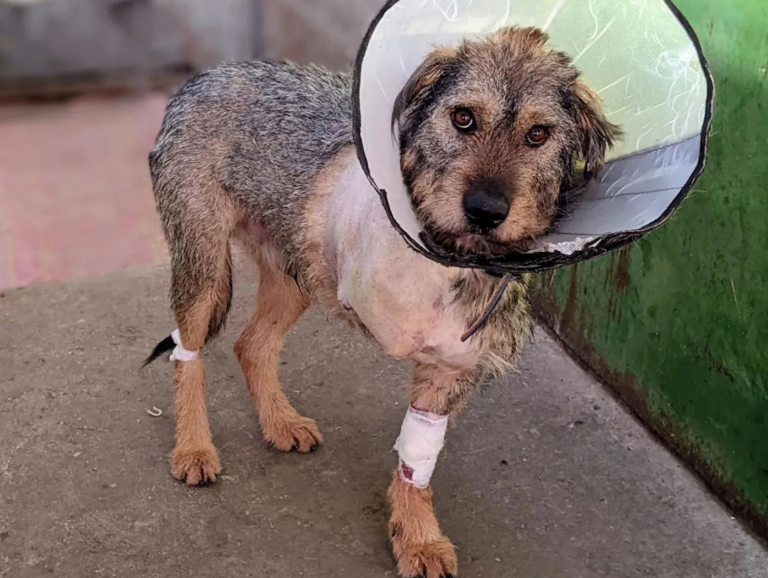 «В судорогах погибали долго. Последняя капля – огнестрел»: воронежцев шокировала жестокая охота на собак