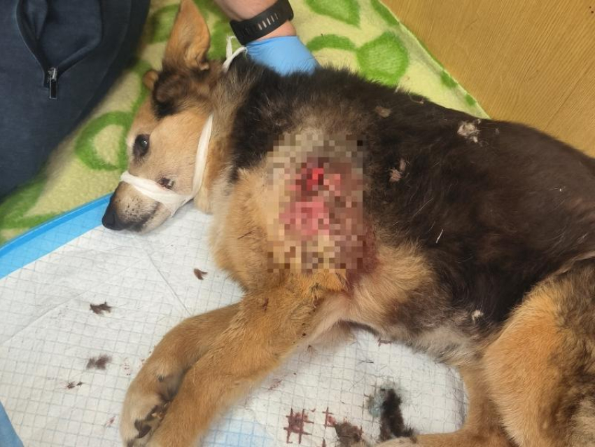 Собака из приюта распорола лапу во время ночной атаки БПЛА в Воронеже