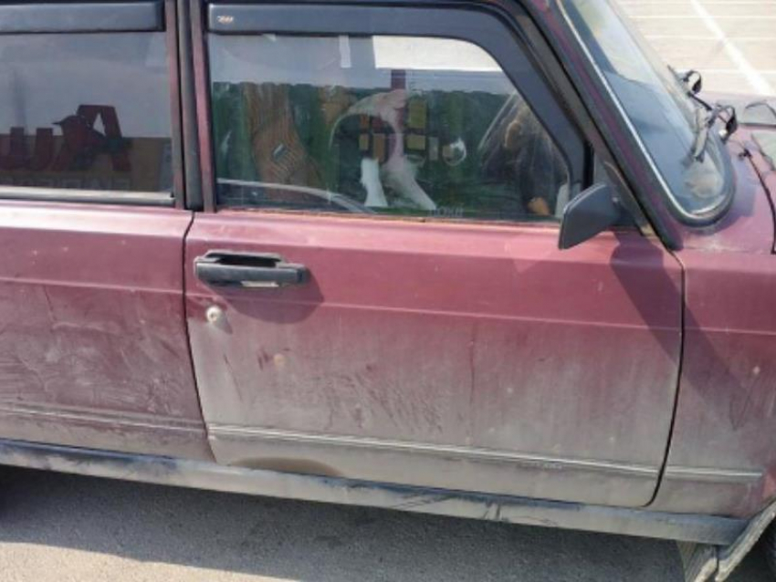 Чудовищную пытку запертой машиной испытала на себе дворняга в Воронеже