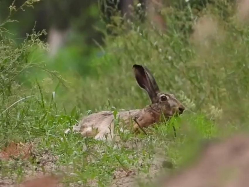 Секс с зайцем самкой видео смотреть