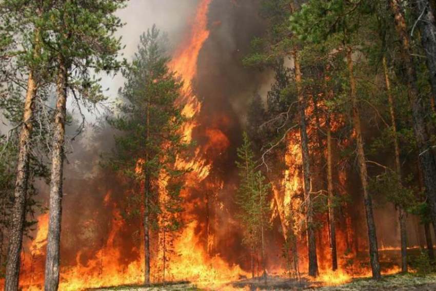 В Воронежской области из-за жары наблюдается IV класс пожарной опасности