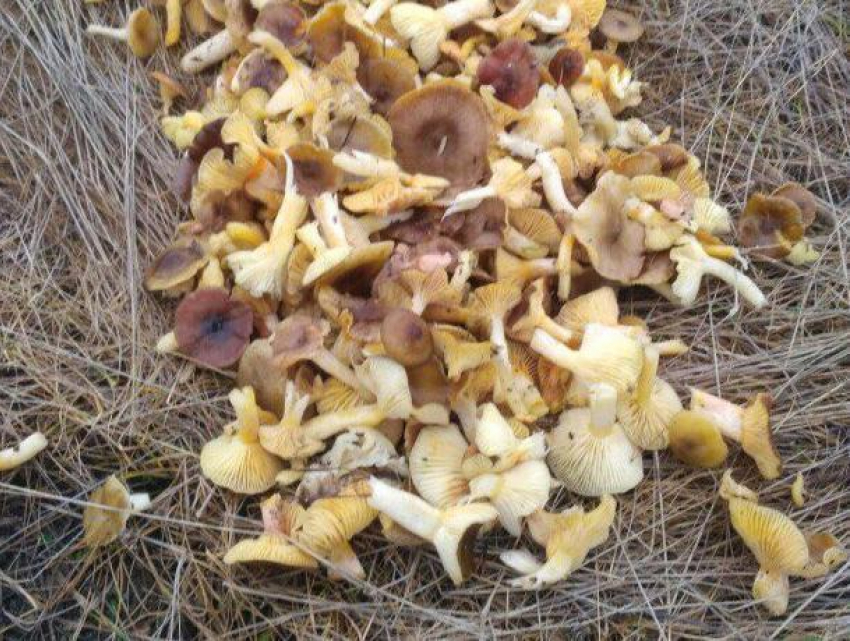 Воронежцы похвастались шикарным урожаем грибов в январе