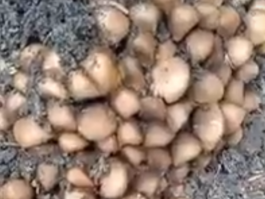 Первые весенние грибы обнаружили под деревом в Воронеже