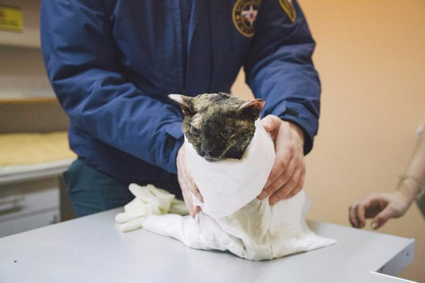 Спасенная после взрыва в воронежской бане кошка Куба умерла