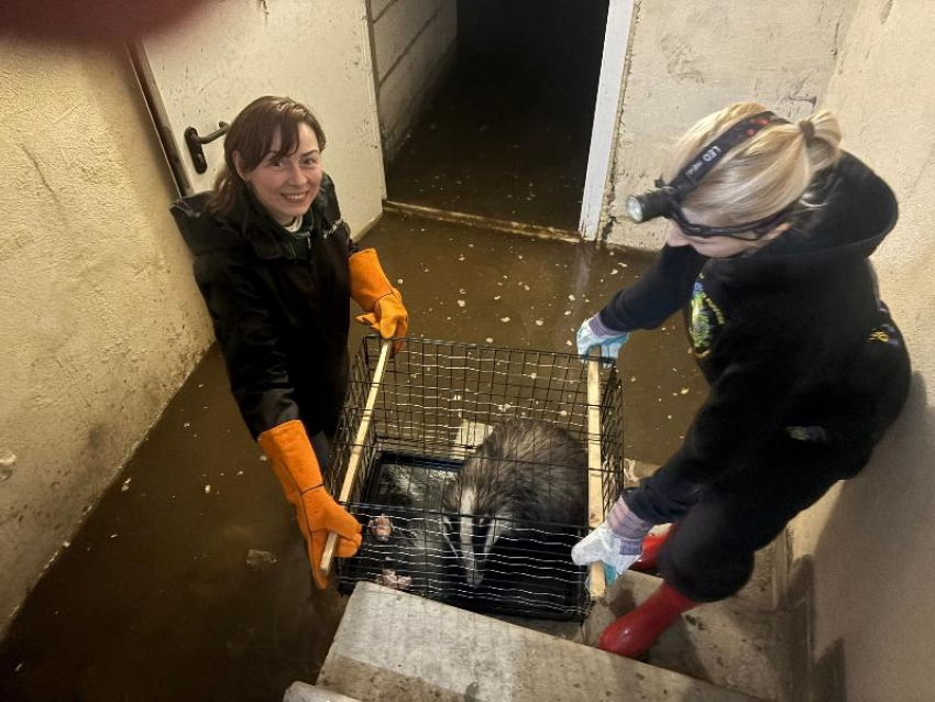 Перепуганного барсука спасли из затопленного подвала в центре Воронежа