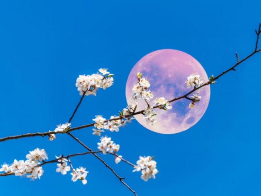 Цветочную Луну можно будет увидеть в майские праздники в Воронежской области
