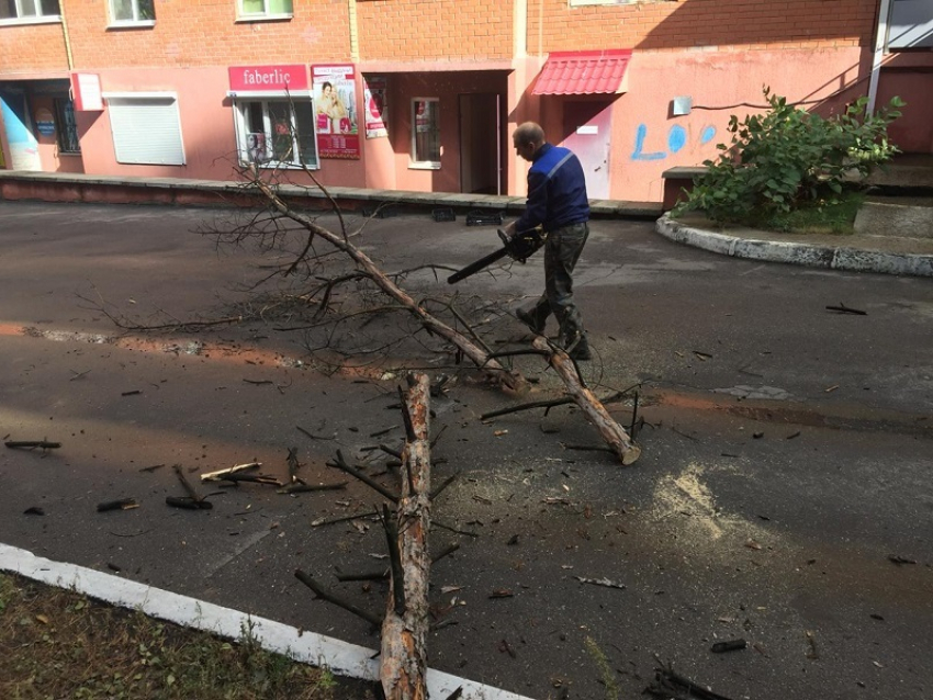 Мэрия Воронежа отчиталась о ликвидации сухого дерева 