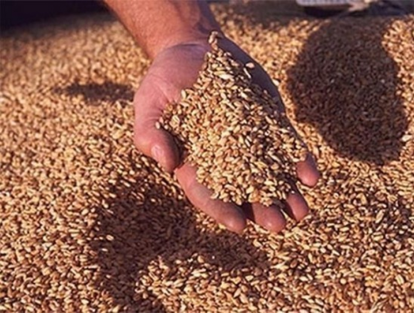 В Воронежской области реализуют контрафактное зерно