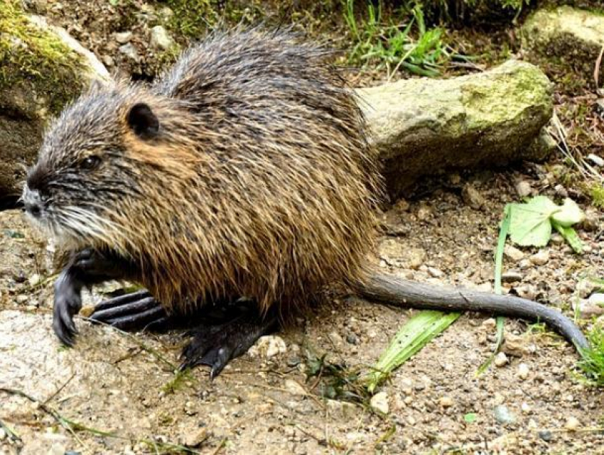 В Воронежском биосферном заповеднике появились два бобренка