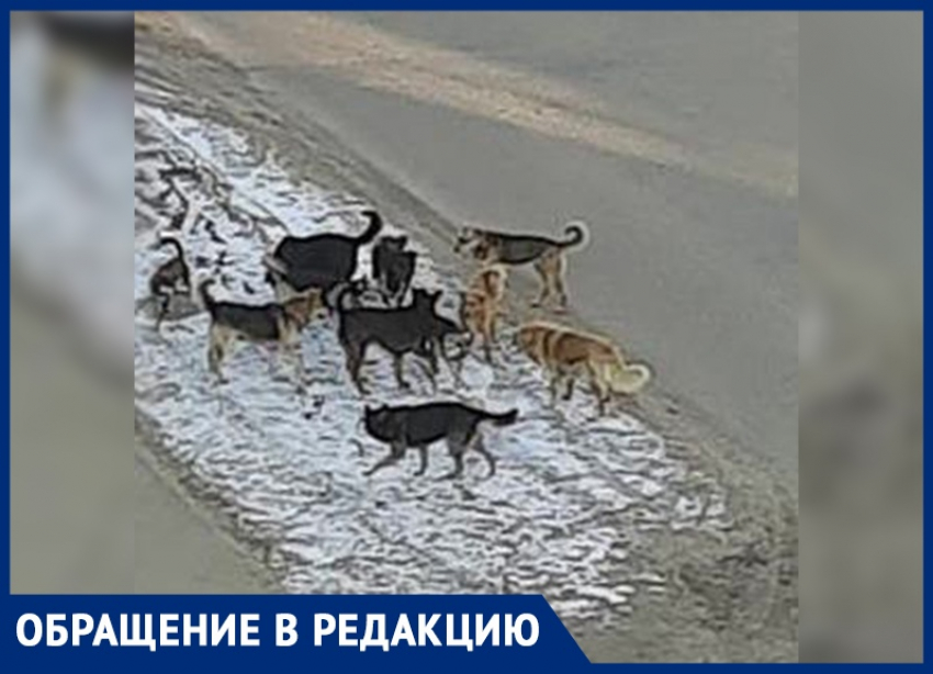Безжалостная стая собак терроризирует жителей Воронежа