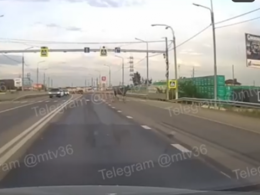 Удивительная картина спровоцировала матерную реакцию воронежских автомобилистов 