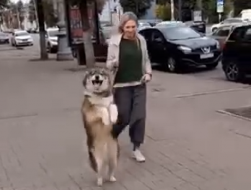 Собака-кенгуряка стала звездой соцсетей в Воронеже