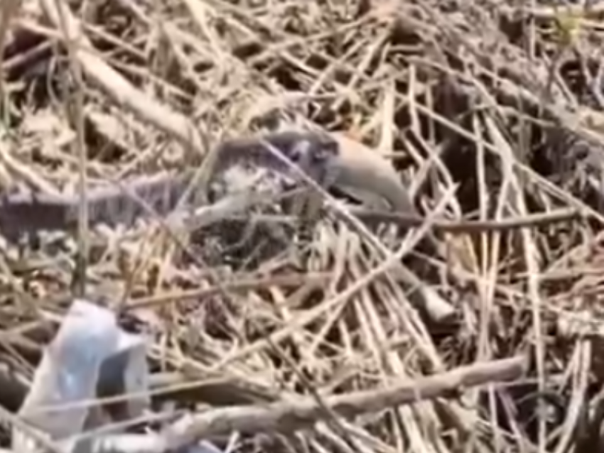 Заглатывает целиком: эпичное видео со змеиной трапезой показали воронежцам 