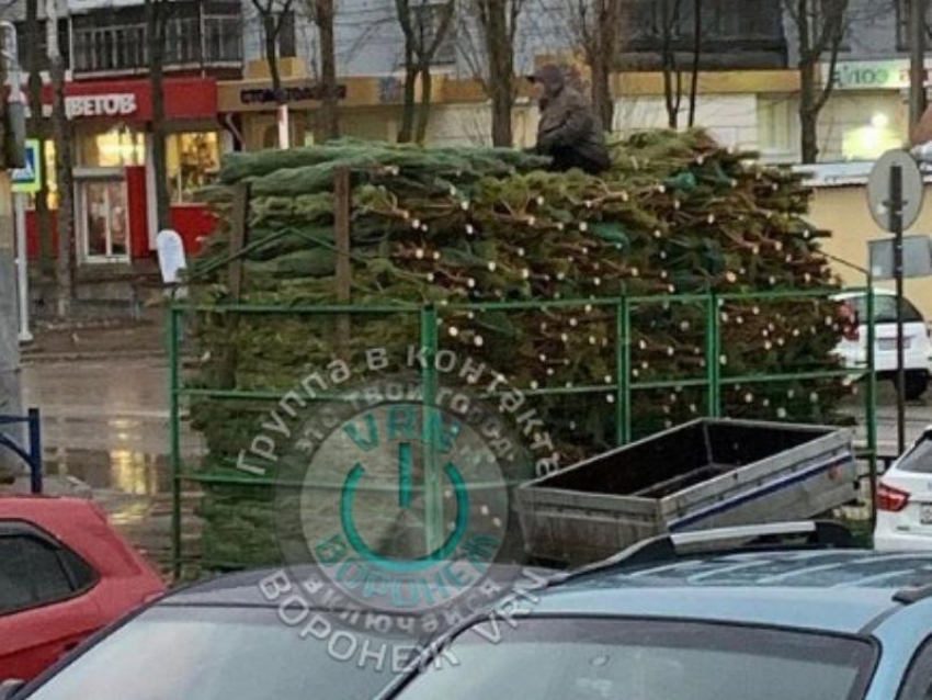 Первые ёлочные базары открылись в Воронеже до наступления декабря 