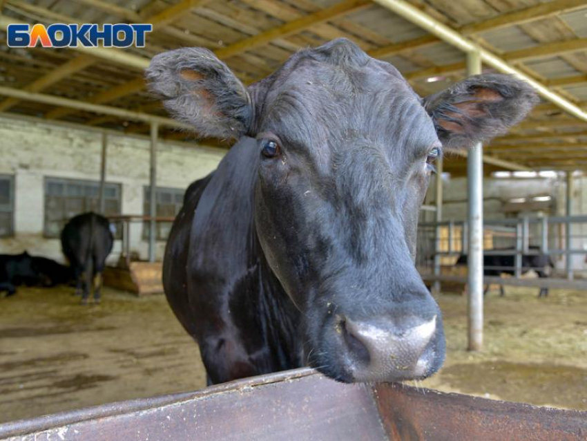 Сибирскую язву нашли в Воронежской области