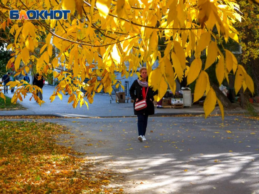 Финальный аккорд золотой осени ждет воронежцев на предстоящей неделе