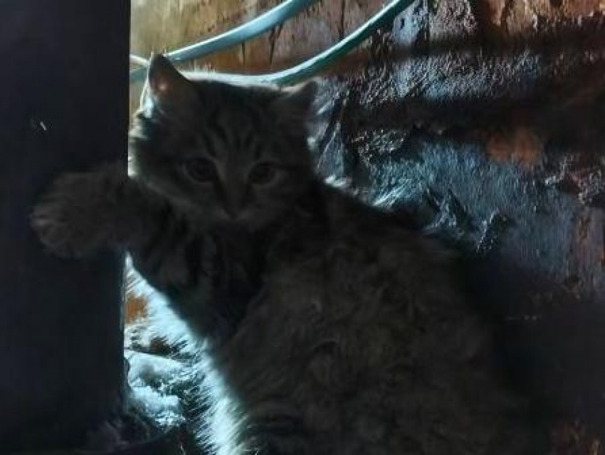 Котенок примерз лапками к трубе в лютый мороз в Воронеже