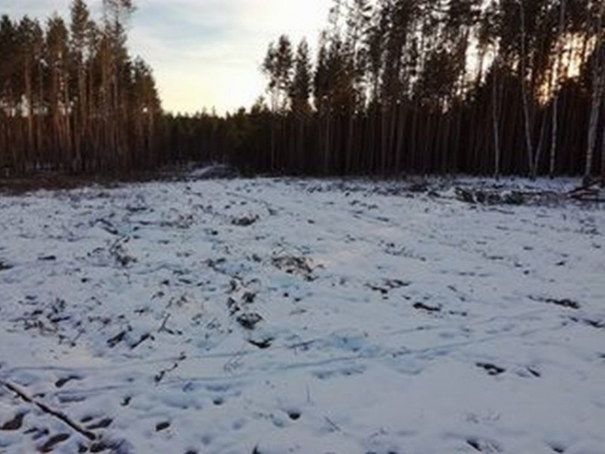 Очередной экологический беспредел – под Воронежем больше года вырубаются гектары леса