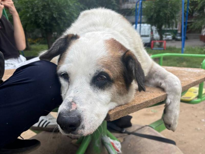 Очаровательного безбилетника ищут встревоженные жители Воронежа 