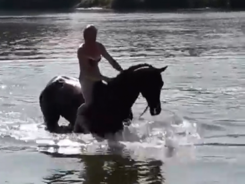 Наездница в бикини искупалась на коне в воронежской реке