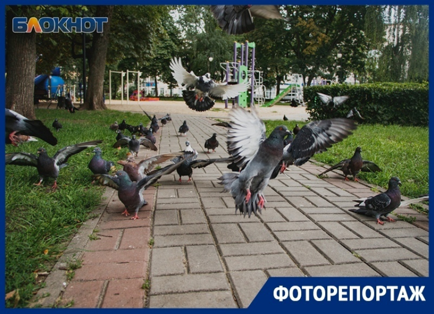 Как поживает аутентичный сквер на месте снесенного храма в Воронеже