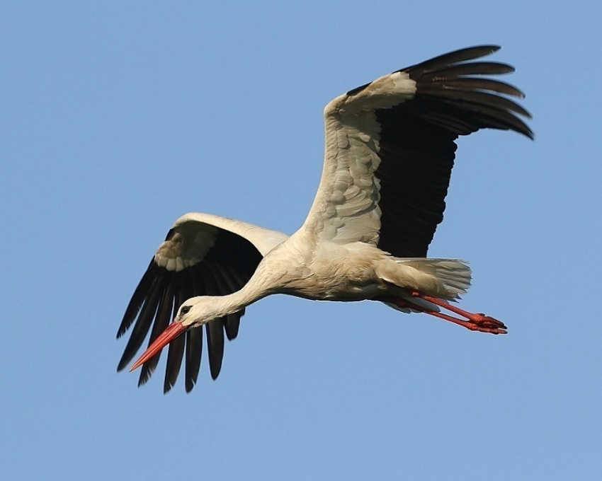 В Воронежской области обновили Красную книгу