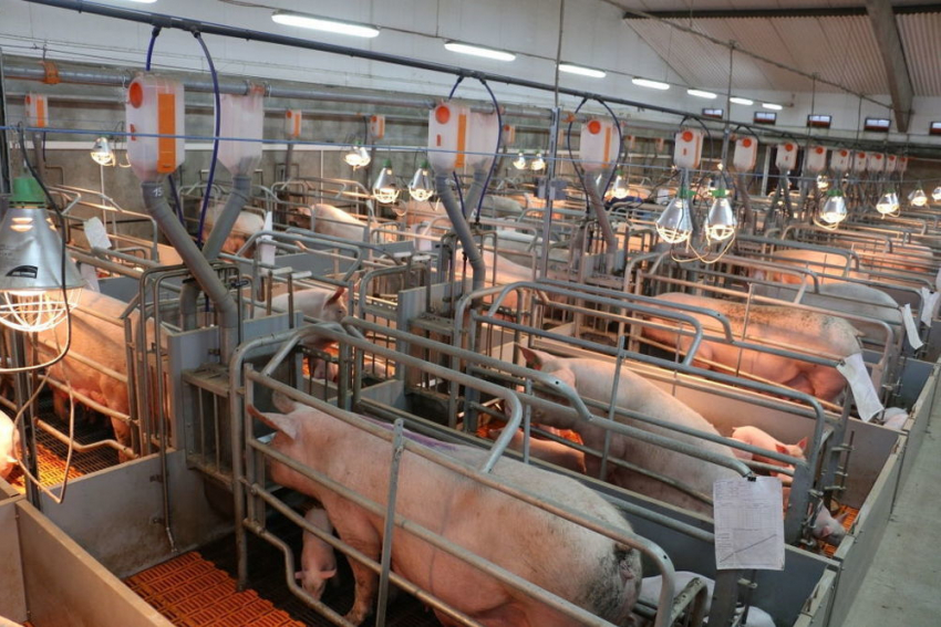 В Воронежской области построят крупный свинокомплекс, дающий 1,2 миллионов голов в год