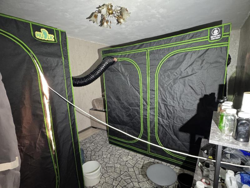 Фешенебельные плантации конопли нашли силовики прямо в воронежской квартире 