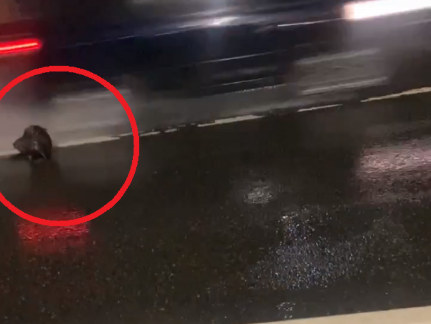 Бобра, пытавшегося пересечь оживленную трассу М-4, снял на видео воронежец