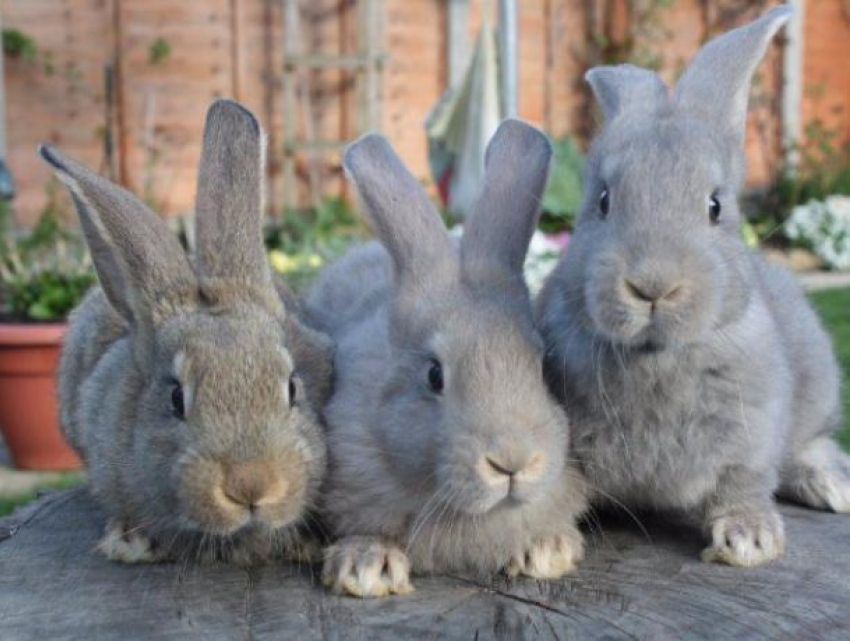 Расставание воронежцев закончилось трагической гибелью трех кроликов