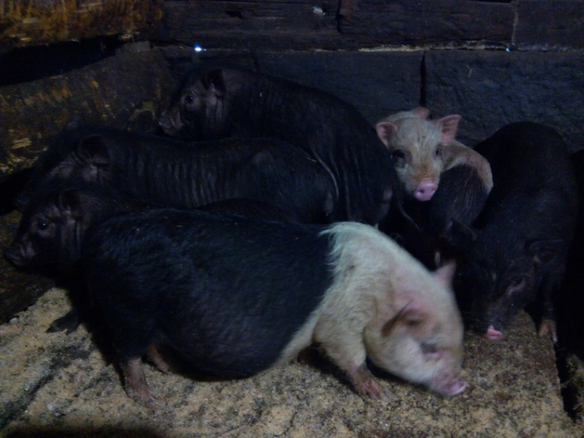 У жительницы Воронежской области чиновники хотели отобрать элитных свиней, выдумав чуму