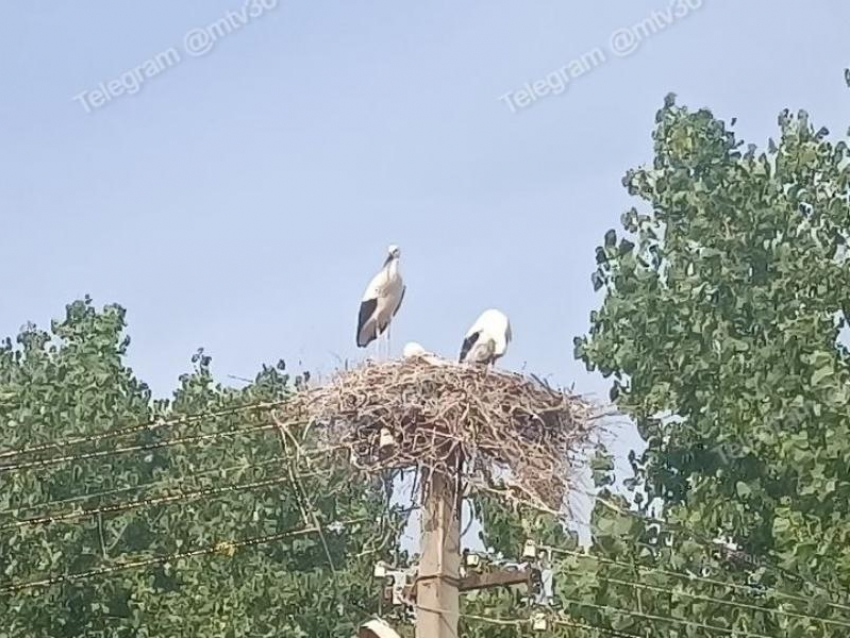Добрый знак заметили в необычном месте Воронежской области