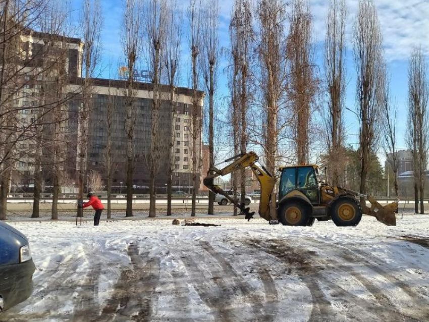 Посадка деревьев в -10 удивила жителей Воронежа