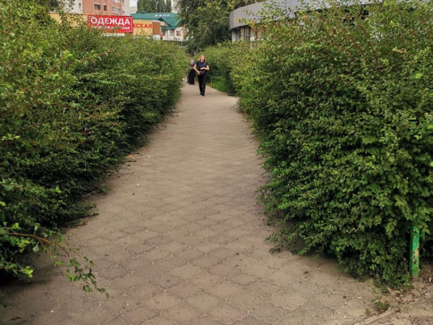 На джунгли, образовавшиеся на улице Владимира Невского, пожаловались воронежцы