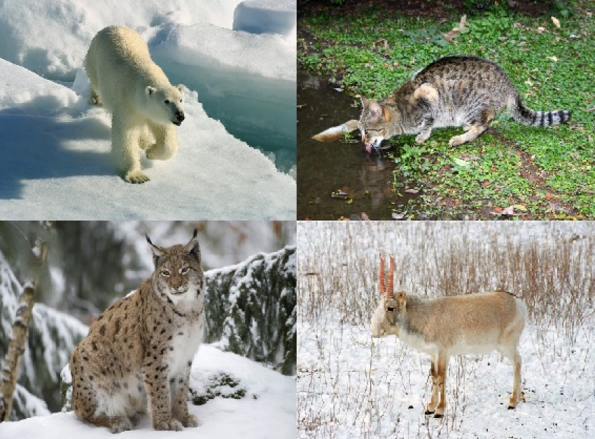 В Воронежскую область могут запретить ввоз диких животных