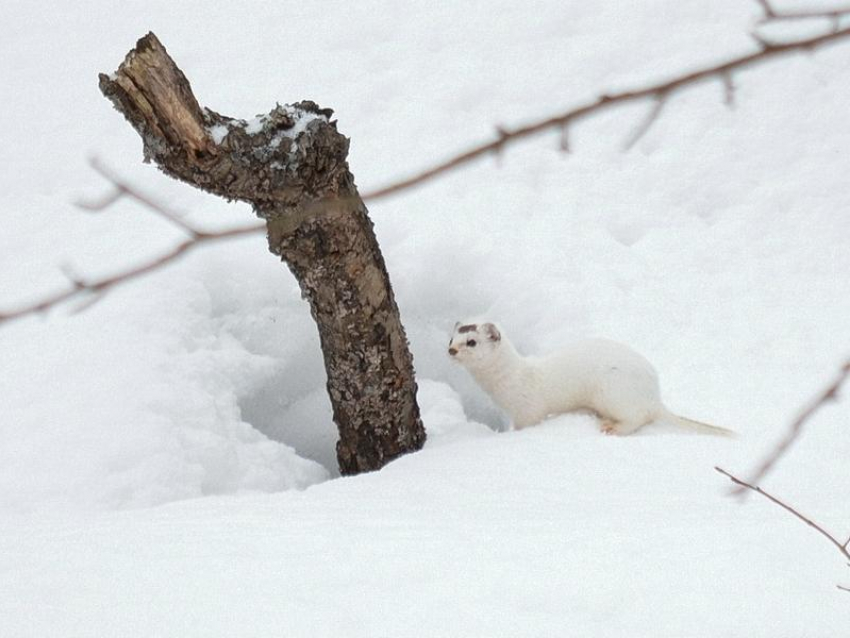 Нежную ласку на снегу показали в Воронежском заповеднике