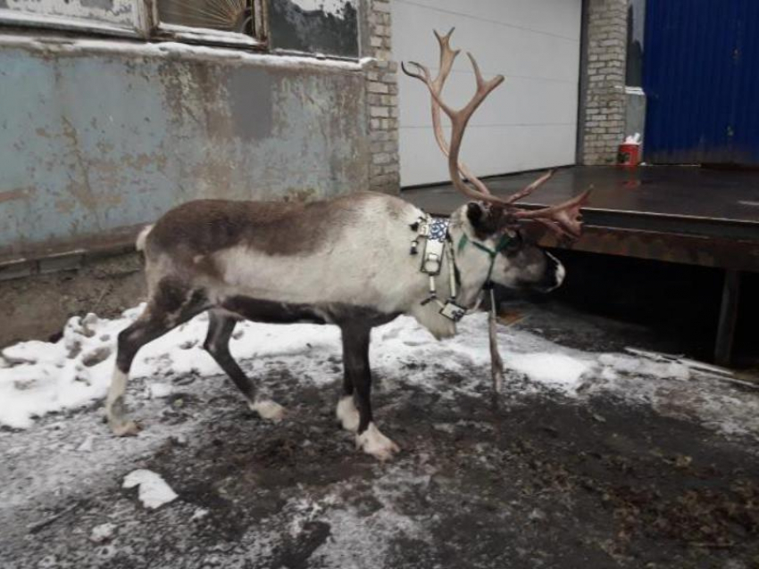 Никто не ответит за смерть оленя на улице Воронежа