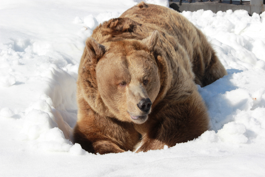 В Воронежском зоопарке из спячки проснулись медведи с отменным аппетитом