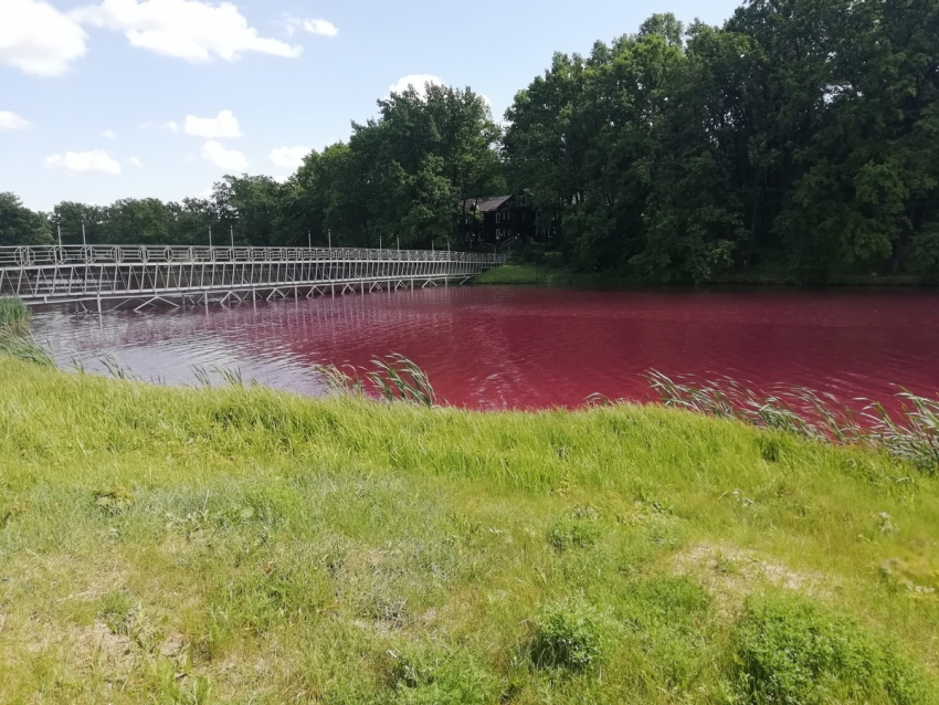 Кровавое озеро в Грибановке воронежец объяснил менструацией у карасей