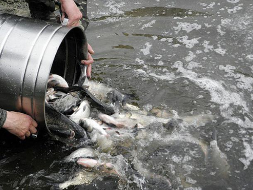 В Воронежском водохранилище появится рыба за 3 млн рублей