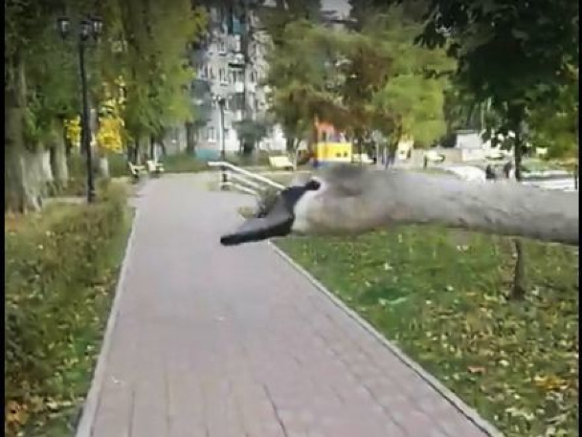 В Сети появилось видео спасения смелого лебедя, выбежавшего на проезжую часть в Воронеже