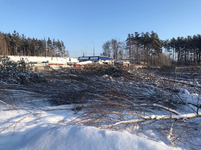 Полиция выехала на место подозрительной вырубки деревьев в Воронеже